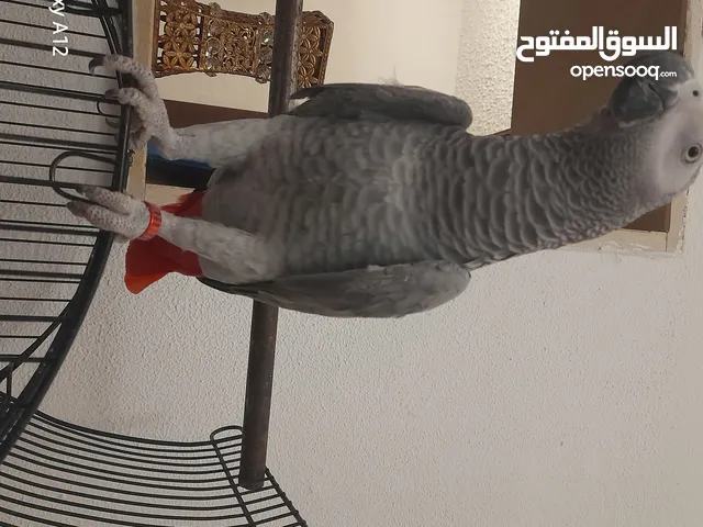 ببغاء كاسكو
