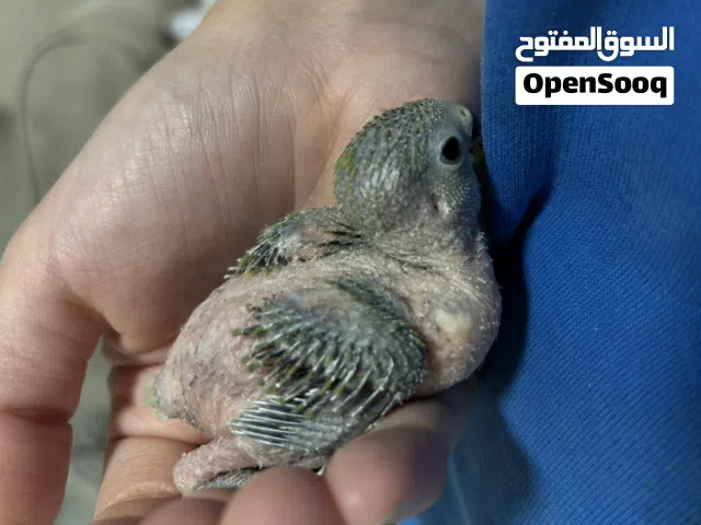 فرخ لوف بيرد للبيع العمر اسبوعين - love bird for sale two weeks old