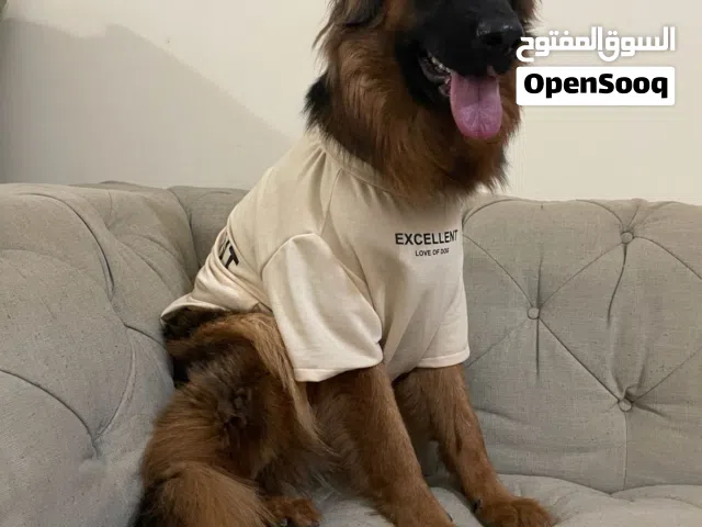 Purebred Female GSD for Adoption