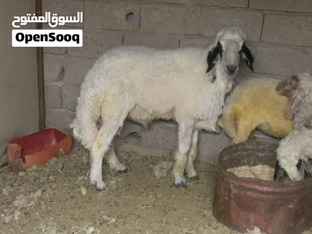 السلام عليكم طلي جبير لبيع