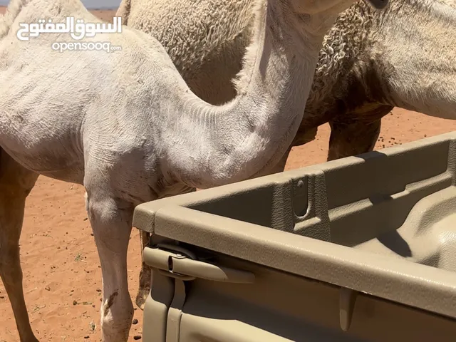 قعود باتلي