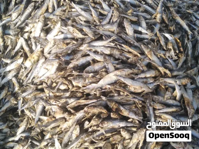 اللبيع عومه يابسه المواشي نظيفه