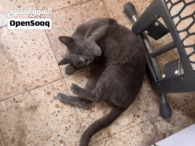 Russian Blue  قط روسي أزرق