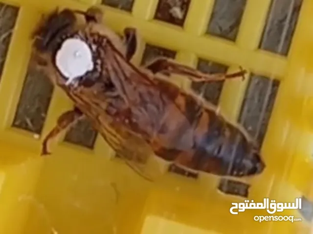 ثمان صناديق نحل للبيع وفرازة بلاستك يدوية بروازين