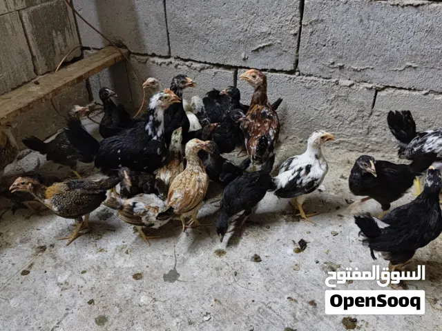 فروجات البيع شلع مابيع مفرد زوج على عشرة قفلهن زوج هديه