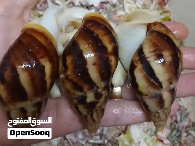 حلزونات افريقى لانتاج الكولاجين للبشره