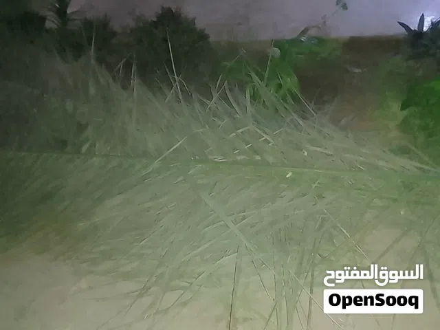 سعف نخيل برنسي