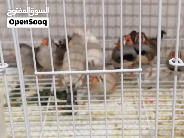 ابحث عن طيور حمام الماسي زيبرا جامبو وصبا