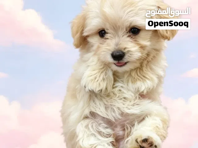 يوجد جراوي مالتيبو العمر 50 يوم Purebred Maltibo puppy, 50 days old