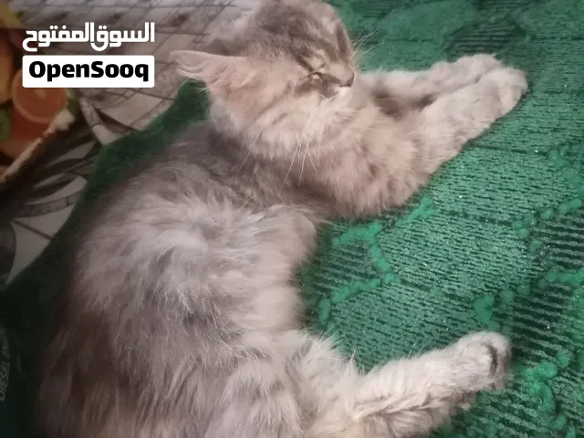 قط نوع هجين شيرازي قط نضيف وحلو نشيط وبصحه جيده امامكم الشكل كلش حلو