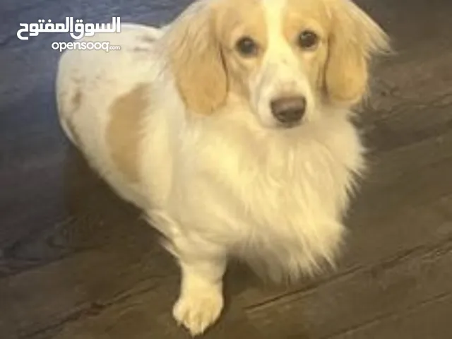 كلبة بيور مواصفات عالية