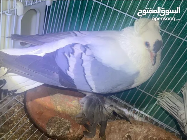 مطلوب نفاخ وسوالوا
