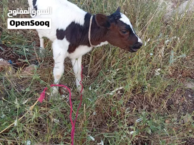 للبيع عجله مفطومه