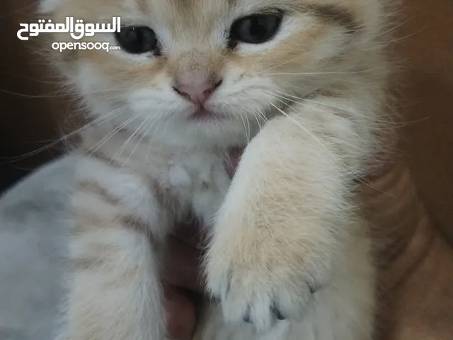 العمر شهرين