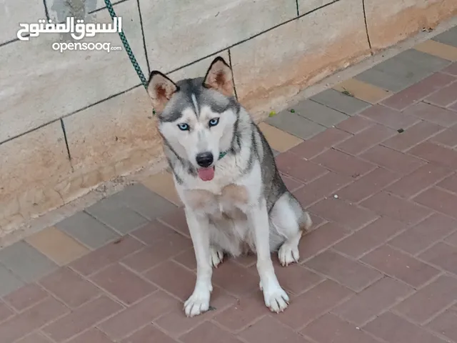 انثى هاسكي للبيع في نابلس