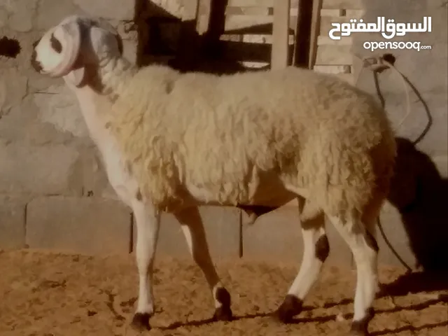 خروف وطني للبيع