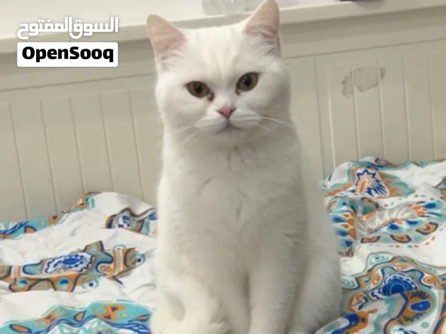 British short hair white cat female