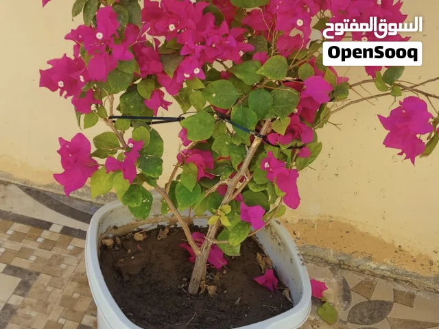 شتلات طبيعية للبيع