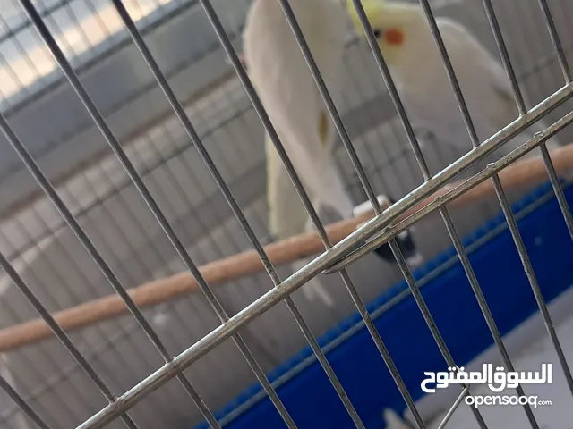 كوكتيل للبيع