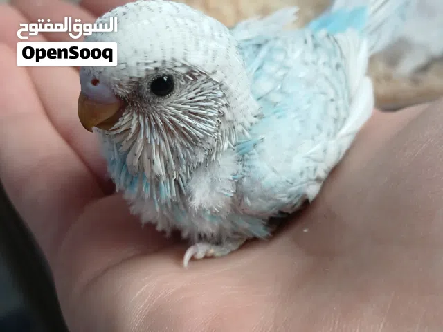 فرخ بادجي (صحة ونظافة توب)  عمره مناسب جداً حق اللي يحب يدرب ويربي على إيده  السعر :2.5