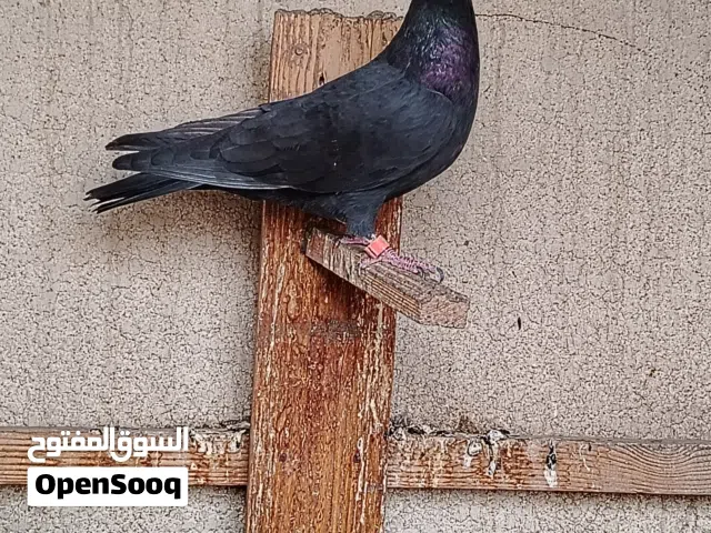 السلام عليكم حمام للبيع لوت مواشي 3 وسود الحمام حلو