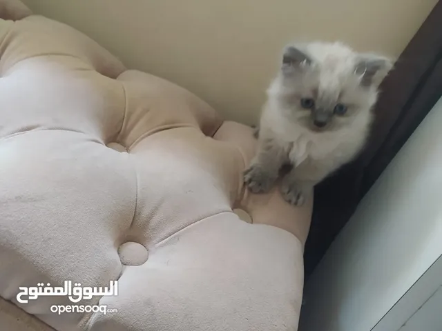 قط ذكر هملايا عمر 40 يوم