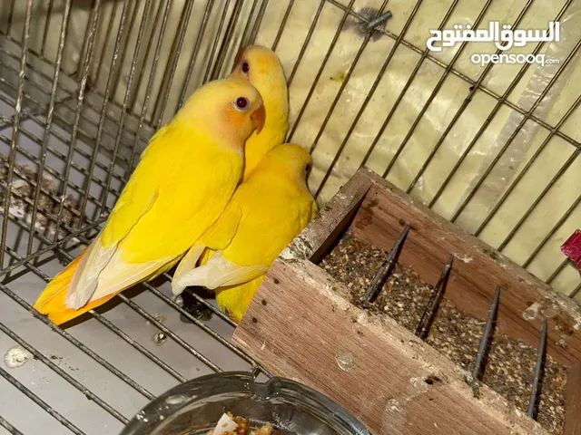 عصافير روز بسعر مناسب
