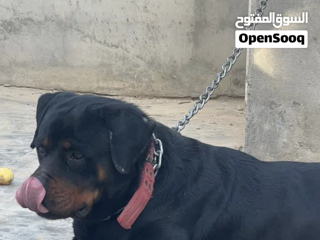كلب رود فايلر العمر سنتين ناشط ويلعب