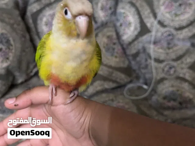 كنيور أناناس شوف الوصف