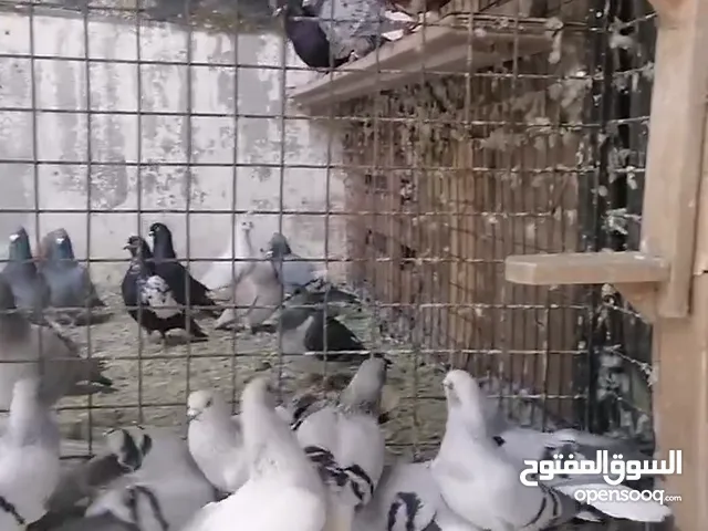 نوريات بواز نخب اول ست اجواز