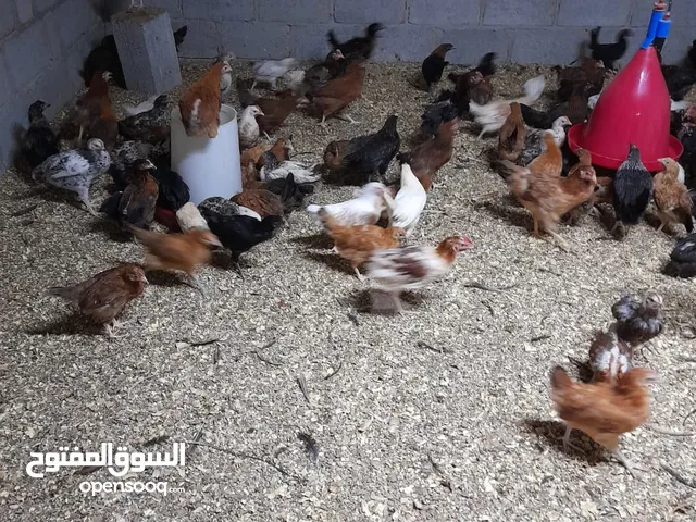 بطاريات دجاج بياض مستعمله للبيع