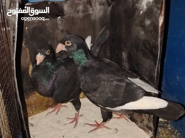 جواز مسويد سود نظاف ماكينه للبيع بحاله جيدة و بسعر جيد