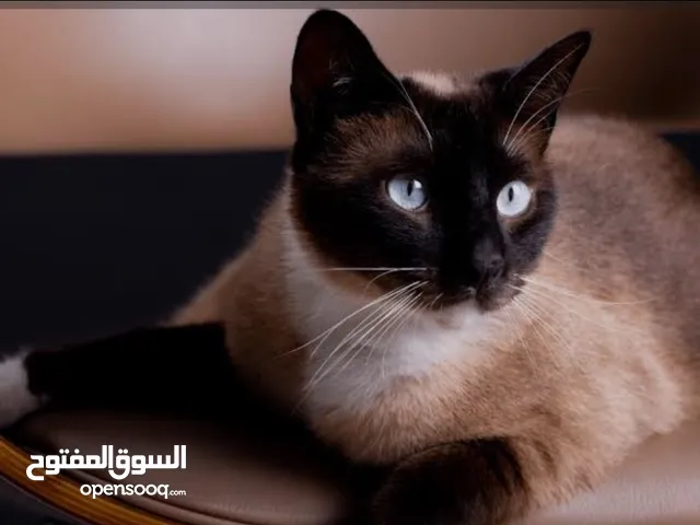 انتي سيامي
