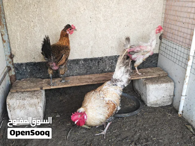 السلام عليكم     متـــاح     دجاج      سيت عدد 2     باقي التفاصيل بالوصف        أقرأ الوصف رجاءا