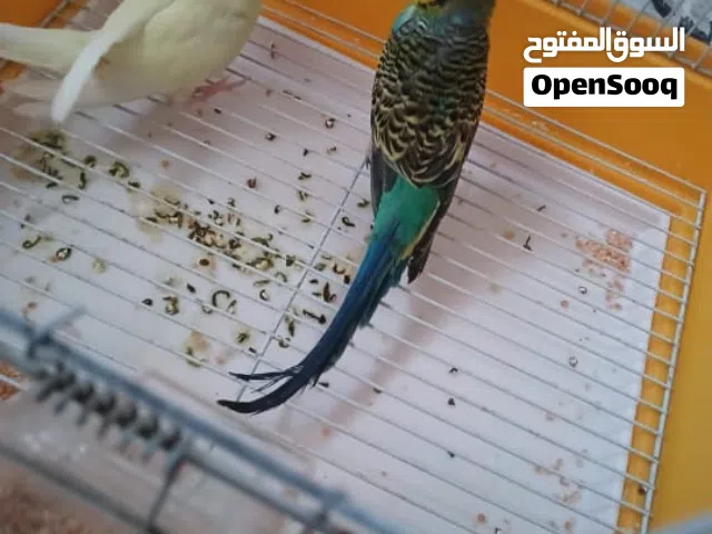 طيور لللبيع