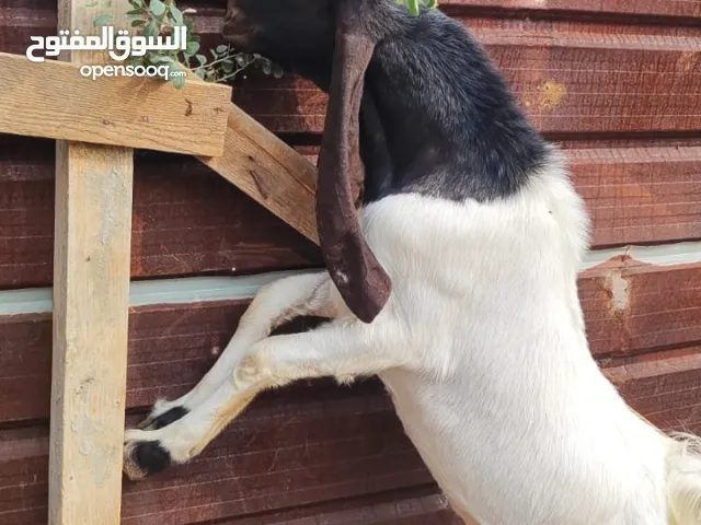 ماعز افغاني  تكسي خط اول