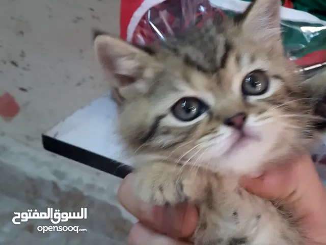 برتش بريطاني