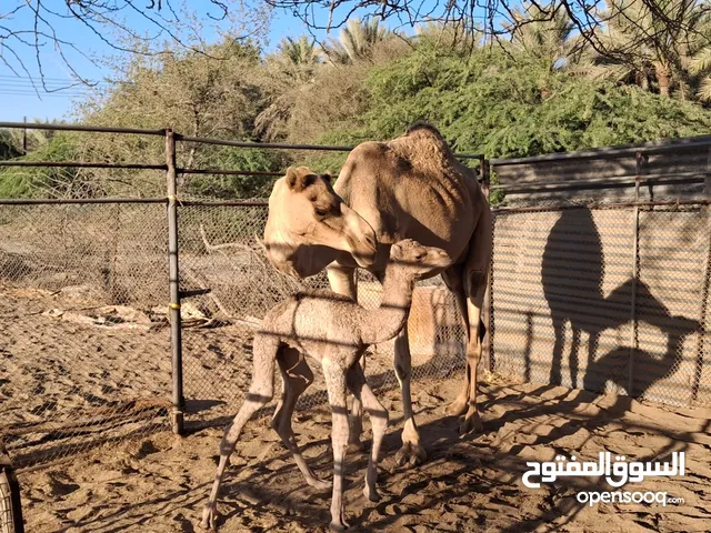 ناقة انتاج ابوها مشهور الغيلاني الي اشترته الهجانه وامها من سمحات العري تحتها قعود توه طايح شكل ابوه
