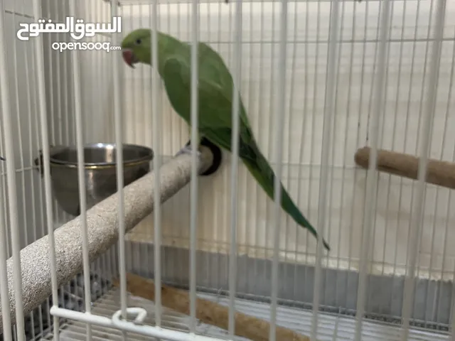 دره هندي غير اليف العمر 5اشهر