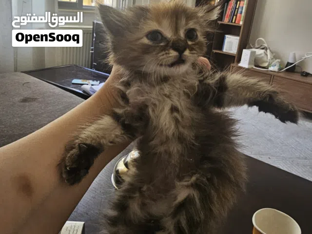 قطة هملايا للبيع