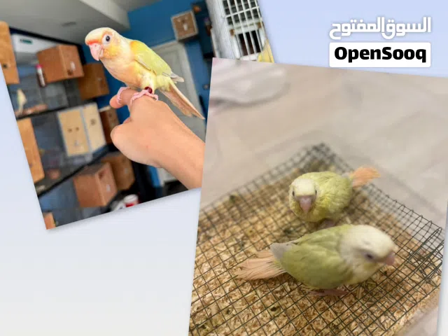 مون شيك كنيور