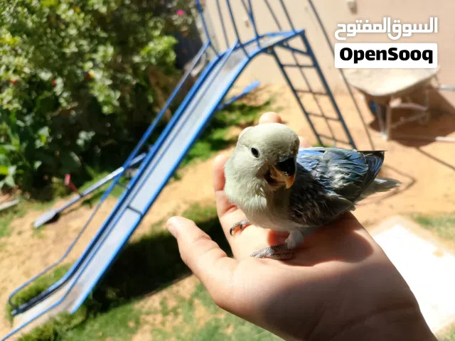 طرفان فيشر طرف روز صحه تبارك الله