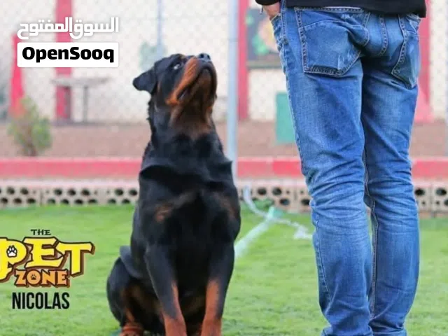 تدريب كلاب..... Treinig dog