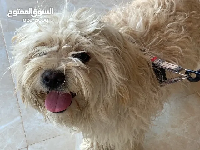 كلب شيتزو للبيع