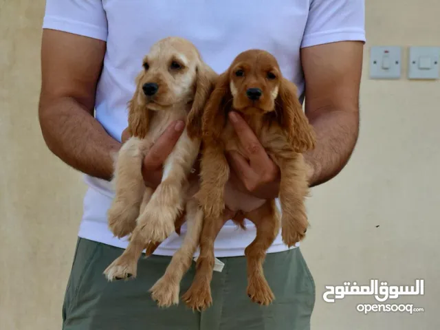 كوكر اسباني العمر 60 يوم حاصل علي التطعيمات ولدية جواز سفر يوجد خدمة توصيل ويمكن الاستلام داخل عيادة