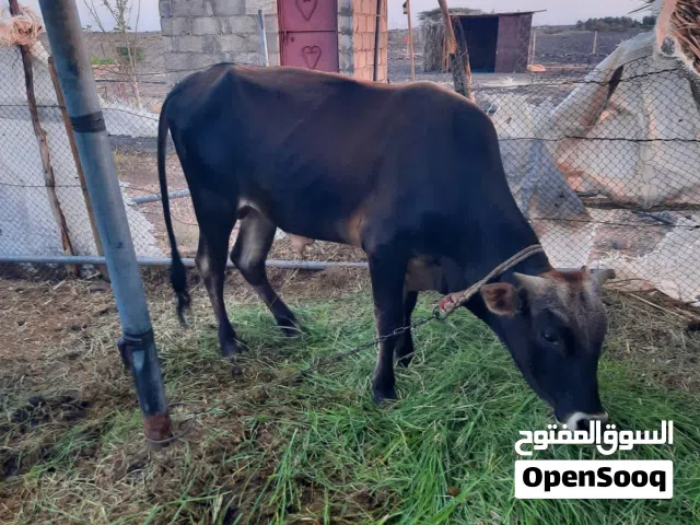 عجل عماني للبيع