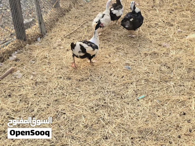 بط مصري للبيع بسعر مناسب الوصف  مهم