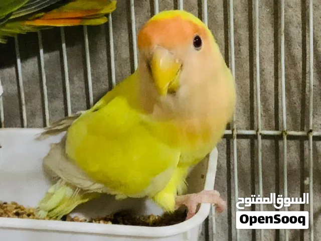 ذكر روز للبيع