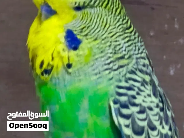 تك فحل نكليزي اقره الوصف قبل لا تراسلني