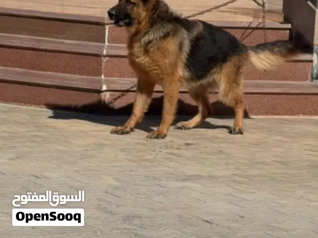 السلام عليكم  انتايه شورت هير ربي يبارك
